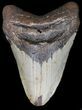 Bargain Megalodon Tooth - North Carolina #41157-1